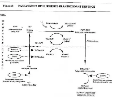 Gambar 7. Mekanisme Kerja Antioksidan pada tingkat seluler  