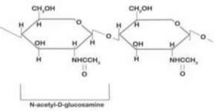 Gambar 4. Struktur Kimia Khitin 