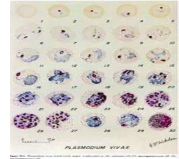 Gambar 2.5 :  Siklus Hidup  Di bawah ini gambar morfologi fase-fase eritrosik empat spesies 