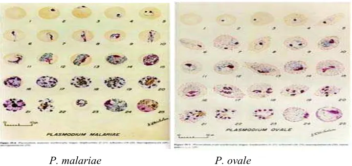 Gambar 2.7 : Fase-fase eritrosik P.malariae dan P.ovale 