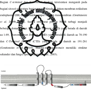 Gambar 2. Gambaran Skematis Topologi Protein NS4B dalam 