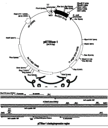 Gambar 3. Peta dan Sekuens Vektor Plasmid pETBlue-1