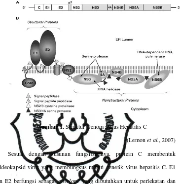 Gambar 1. Struktur Genom Virus Hepatitis C 