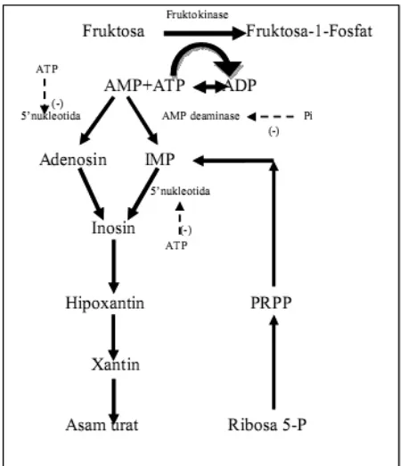 Gambar 1. Hubungan metabolisme fruktosa denganpembentukan asam urat. AMP adenosin monofosfat;ADP adenosin difosfat; ATP adenosin trifosfat; PRPP 5-fosforibosil-1pirofosfat; IMP inosin monofosfat; Pi fosfatorganik