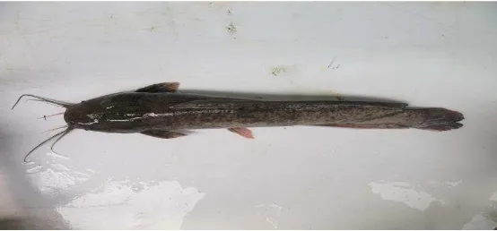 Gambar 1. Ikan Lele Dumbo strain Sangkuriang ( Clarias gariepinus) 