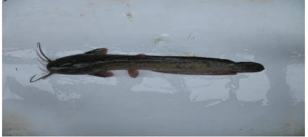 Gambar 2. Ikan Lele Dumbo strain Paiton (Clarias gariepinus) 