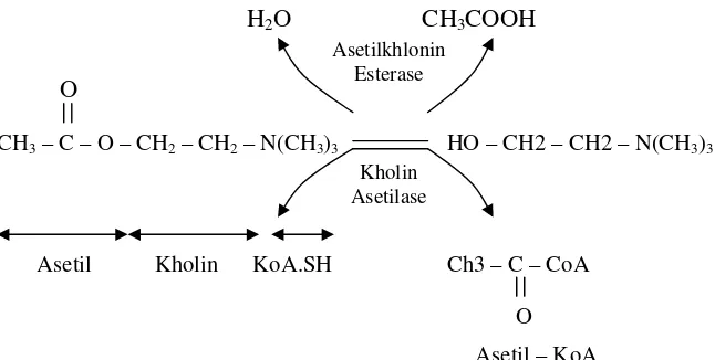 Gambar 2.2. Pembentukan dan pemecahan asetilkolin 