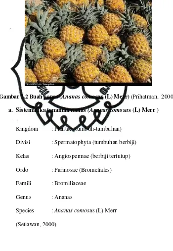 Gambar 2.2 Buah nanas (Ananas comosus (L) Merr) (Prihatman,  2000) 