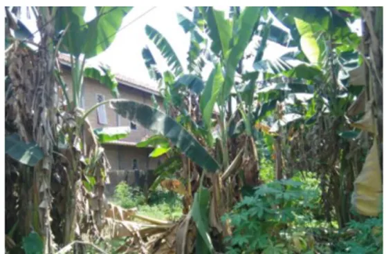 Gambar 1. Kebun Pisang di Daerah Padang Bulan    Batang  pisang  dapat  dijadikan  sumber  berbagai  mineral  karena  memiliki  persentase  berat abu sebesar 14%