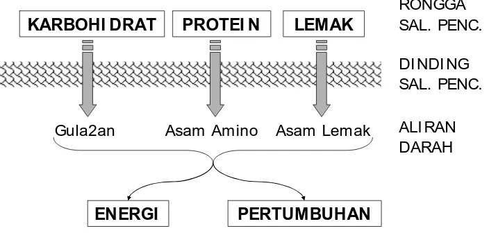 Gambar 1.2.  Proses Umum Perjalanan Karbohidrat dan Berbagai Nutrien Lainnya beserta Penggunaannya dalam Tubuh Ikan