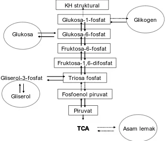 Gambar 1.4. Asetil CoA Setelah Memasuki Siklus Krebs dan Berikatan dengan Proses Fosforilasi Oksidatif Menghasilkan CO dan ATP