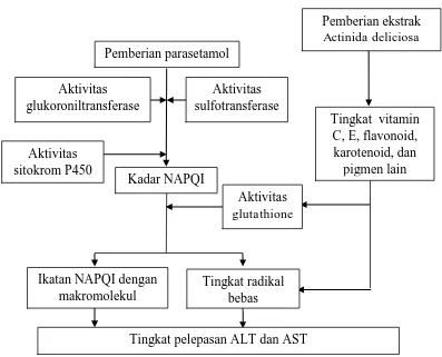 Gambar 5. Kerangka teori 