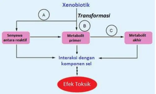 Gambar 1. Toksisitas tidak langsung. Modifikasi dari Macherey (2008).11