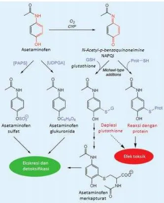 Gambar 3. Jalur biotransformasi dari asetaminofen. Modifikasi dari 