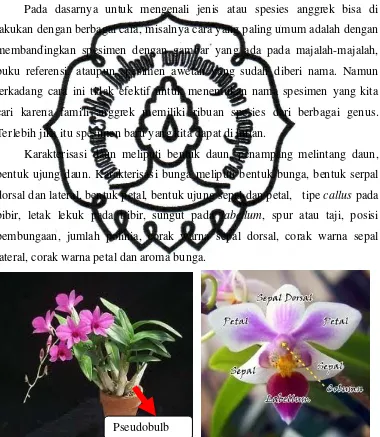 Gambar 1. Tanaman anggrek secara umum dan bagian- bagian bunga 