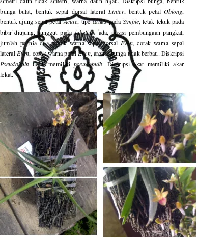 Gambar 5. Bunga Sarcogliphis 