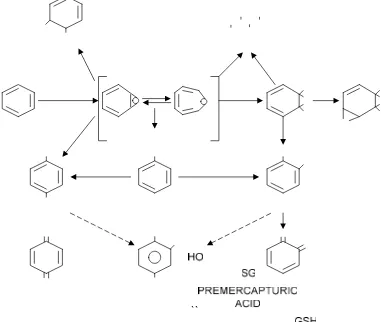 Gambar 2.1. Reaksi metabolisme benzena di hati  (Sumber: WHO, 1996:76)2 