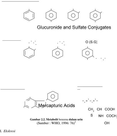 Gambar 2.2. Metabolit  benzena dalam urin (Sumber : WHO, 1996: 76)2 