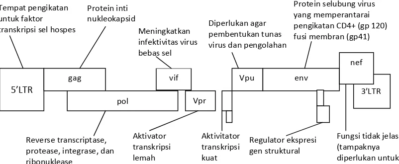 Gambar 2.1. Genom Human Immunodeficiency Virus (HIV) 