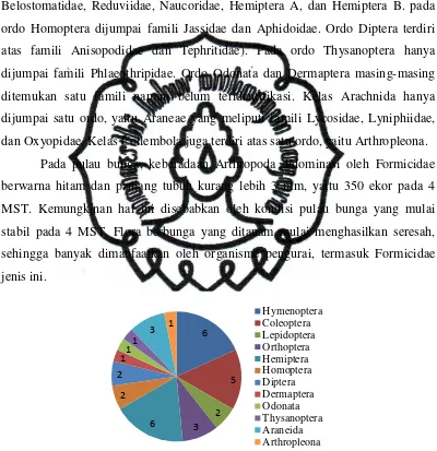 Gambar 5. Arthropoda pada pulau bunga 