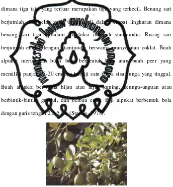Gambar 1. Morfologi Persea americana Mill. (Prihatman, 2000) 