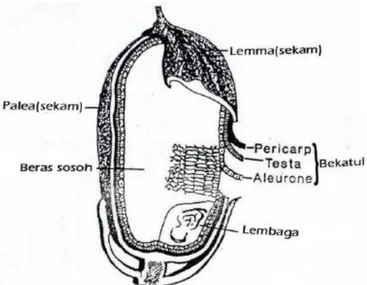 Gambar 2. Skema Morfologi Gabah Kering (Champagne, 1994 dalam Swastika,        2009) 