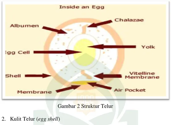 Gambar 2 Struktur Telur  2.  Kulit Telur (egg shell)  