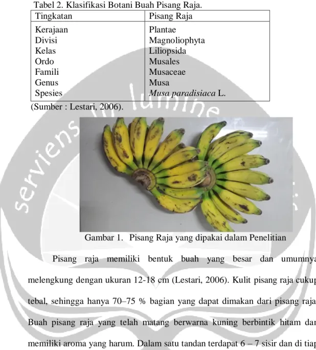 Tabel 2. Klasifikasi Botani Buah Pisang Raja. 
