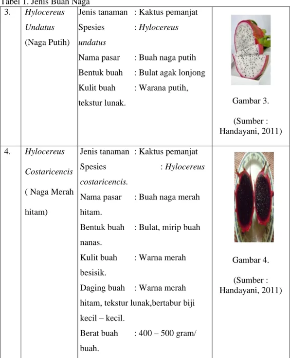 Tabel 1. Jenis Buah Naga  3.  Hylocereus 