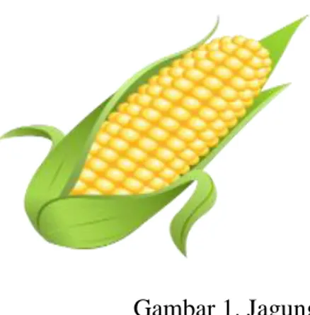 Gambar 1. Jagung 