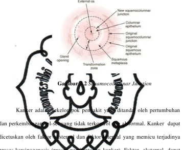 Gambar 2.2 Squamocollumnar Junction 