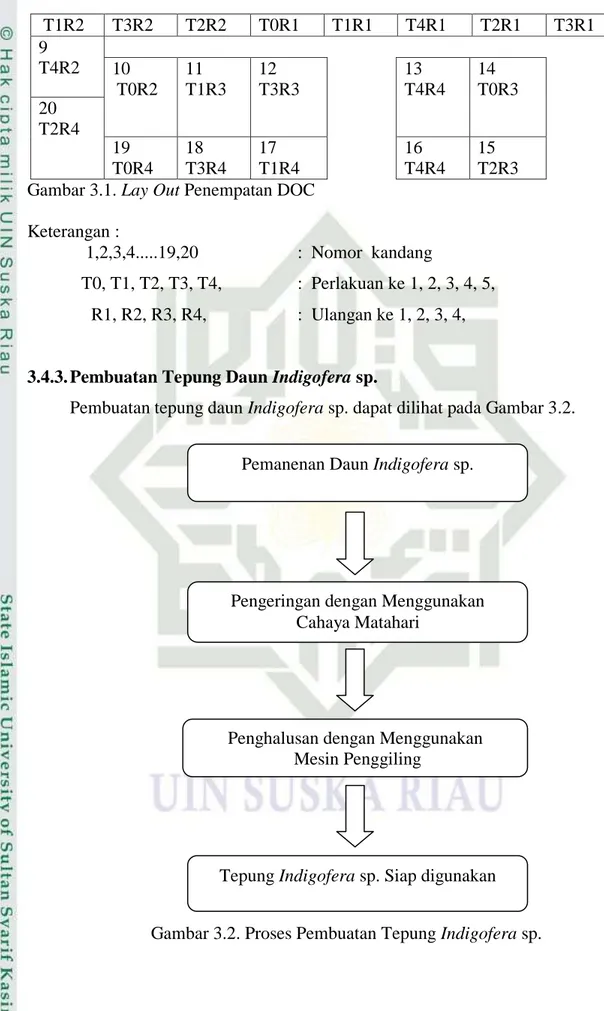 Gambar 3.2. Proses Pembuatan Tepung Indigofera sp. Pemanenan Daun Indigofera sp. 