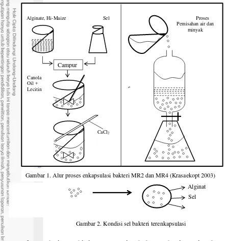 Gambar 1. Alur proses enkapsulasi bakteri MR2 dan MR4 (Krasaekopt 2003)  