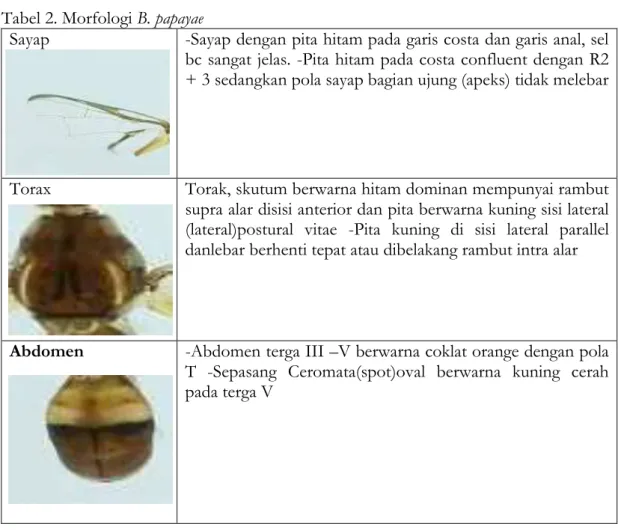 Tabel 2. Morfologi B. papayae 