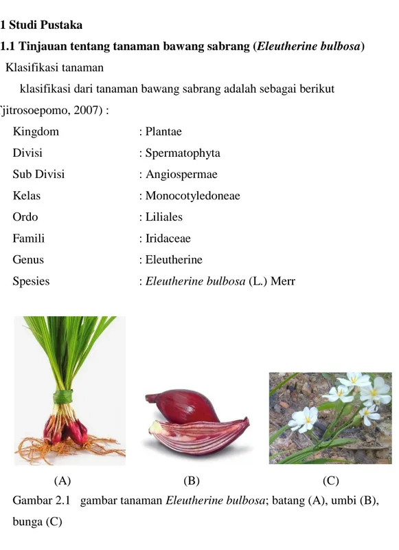 Gambar 2.1   gambar tanaman Eleutherine bulbosa; batang (A), umbi (B),  bunga (C)    