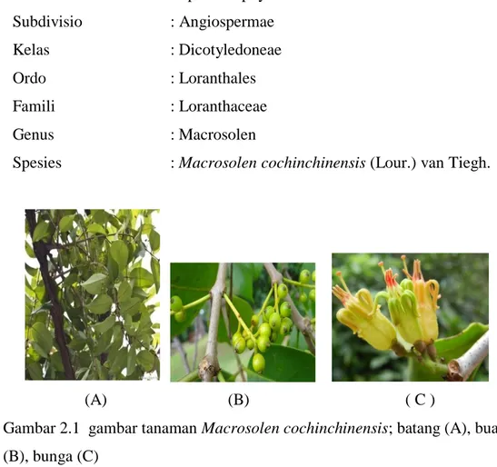 Gambar 2.1  gambar tanaman Macrosolen cochinchinensis; batang (A), buah  (B), bunga (C)    