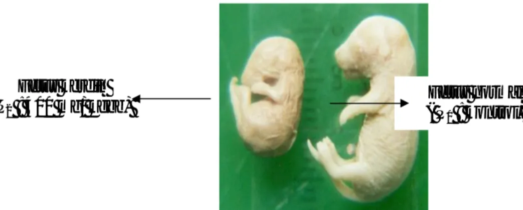 Gambar 2.  Perbedaan morfologi fetus kerdil pada  pemberian  flavonoid dosis  setara 400 mg/ kgbb dan fetus normal dengan pemberian akuades badan