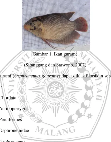 Gambar 1. Ikan gurame  (Sitanggang dan Sarwono, 2007) 