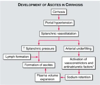 Gambar 3. Mekanisme terbentuknya ascites. 