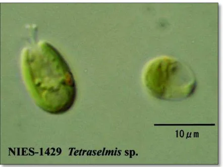 Gambar 2. Mikroalga Tetraselmis sp.  