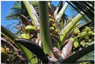 Gambar 4. Jenis kelapa Varietas Dalam (Tall variety)  Chan (2006) 