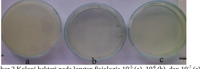 Gambar 1 Koloni bakteri pada larutan fisiologis 10-6 (a) dan 10-7 (b) denganmetode cawan sebar