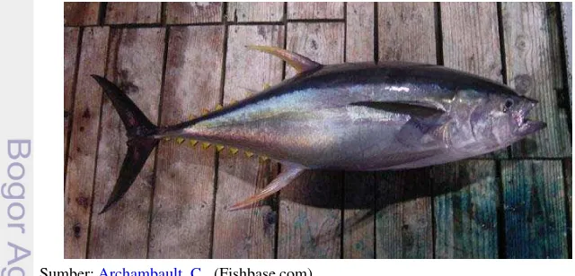 Gambar 2 Yellowfin Tuna (Thunnus albacares). 
