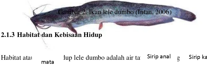 Gambar 2. Ikan lele dumbo (Intan, 2006) 