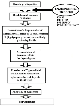 Gambar 2.7. Skema Respon Autoimmum Antigen Dengan Infiltrasi sel limfosit 