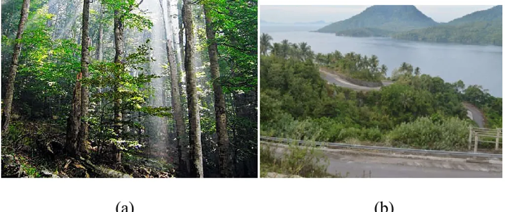 Gambar 2.2. (a) Hutan Primer (b) Habitat Hutan Sekunder 28