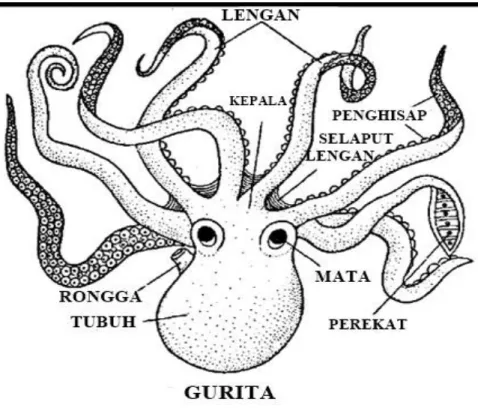 Gambar 2.1 Gurita (Octopus 
