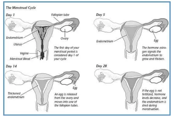 Gambar 2.2 Gambaran Siklus Menstruasi pada Saluran Reproduksi Sumber: The American Congress of Obstetricians and Gynecologists, 2010