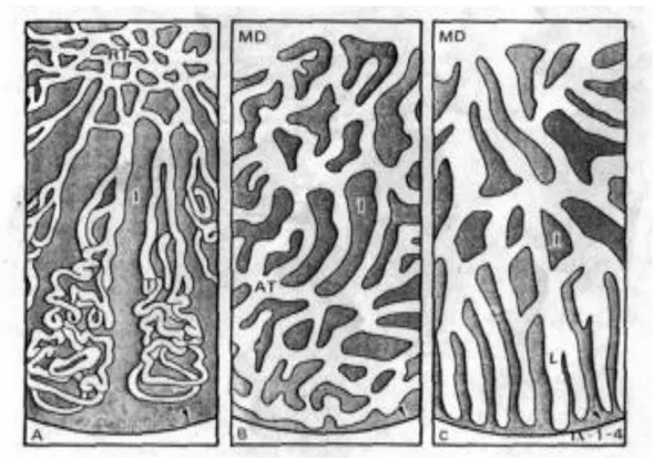 Gambar 4. Skema Tipe-Tipe Testis Tubular (Takashima dan Hibiya, 1995).  Pembentukan  spermatozoa  dari  spermatid  di  dalam  testes  disebut  spermatogenesis