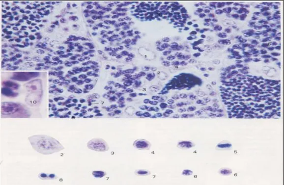 Gambar  6.  Gambar  Histologis  Testis  Ikan  (Takayama  dan  Hibiya,  1995  )  2.  Sel  spermatogonium  primer,  3